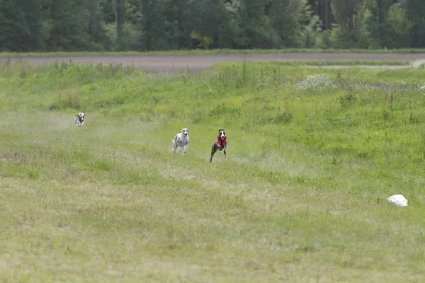 Hunde während des Rennens. — Stockfoto