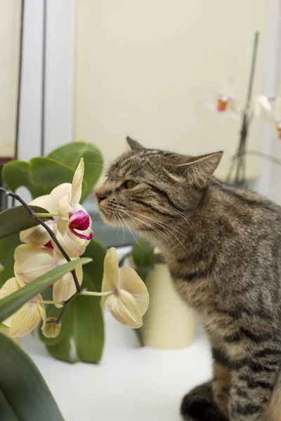 pencere ve tekir kedi üzerinde büyüyen saksı orkide