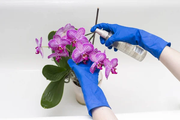 特写镜头的女性手喷洒开花的紫色兰花生长在家里 — 图库照片#