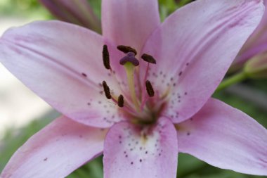 güzel pembe bahçede büyüyen yakın çekim