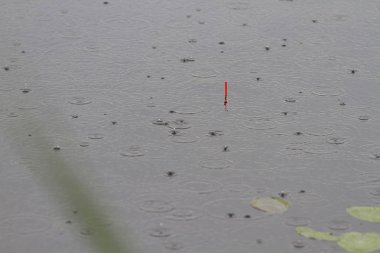 yakın çekim sırasında yağmur su yüzeyinde float