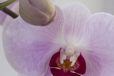 yakın çekim evde büyüyen çiçek hafif pembe orkide