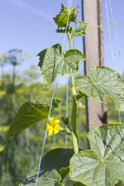 Brotes Jóvenes Pepino Verde Campo — Foto de Stock