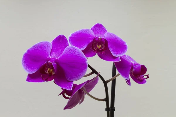 Close Blooming Purple Orchid Growing Home — Stock Photo, Image