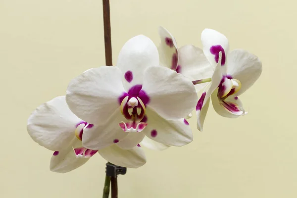 Közeli Kép Virágzó Fehér Orchidea Egyre Otthon — Stock Fotó