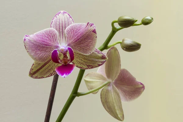 Close Van Bloeiende Licht Roze Orchidee Groeien Thuis — Stockfoto