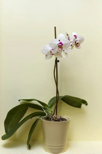 Virágzó Fehér Orchidea Növekvő Pot Otthon — Stock Fotó