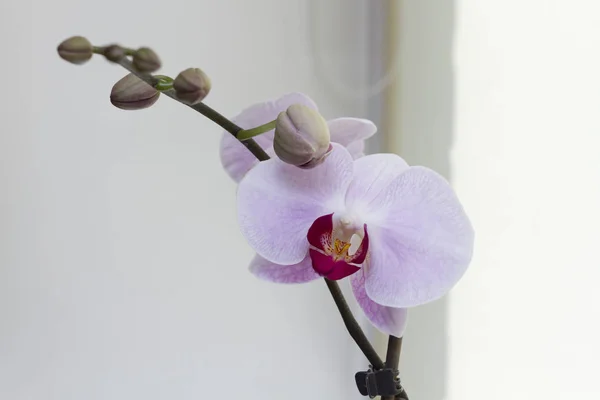 Közeli Kép Virágzó Világos Rózsaszín Orchidea Egyre Otthon — Stock Fotó
