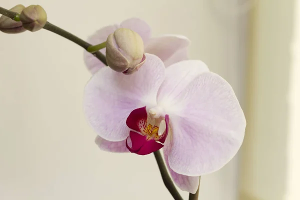 Közeli Kép Virágzó Világos Rózsaszín Orchidea Egyre Otthon — Stock Fotó