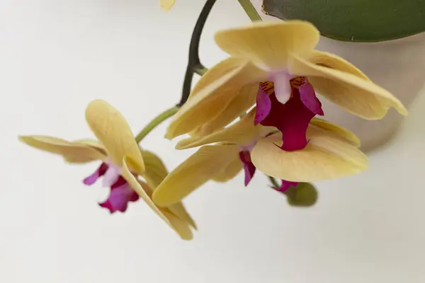 Közeli Kép Virágzó Sárga Orchidea Egyre Otthon — Stock Fotó