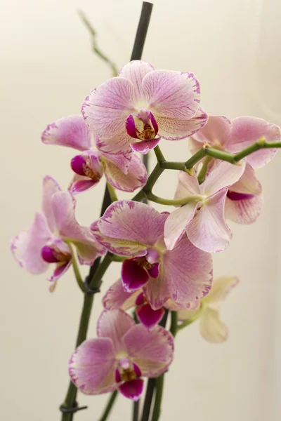 Close Van Blooming Roze Orchidee Groeien Thuis — Stockfoto