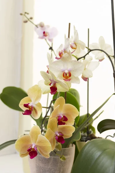 Close Blooming Yellow White Orchid Growing Pot Home — Zdjęcie stockowe