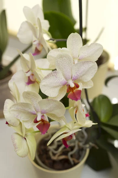 Bloeiende Witte Orchidee Groeit Pot Thuis — Stockfoto