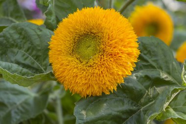 parlak ayçiçeği alanında büyüyen yakın çekim