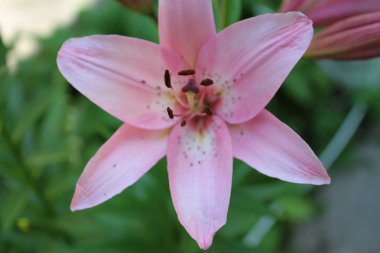 güzel pembe bahçede büyüyen yakın çekim