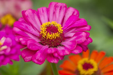 bahçede büyüyen pembe zinnia çiçeği Close-up