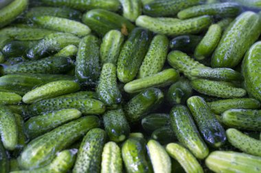 Arka plan olarak genç salatalık dokusu 