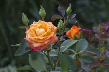 turuncu gül bahçesinde büyüyen yakın çekim