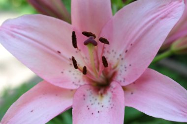 güzel pembe bahçede büyüyen yakın çekim