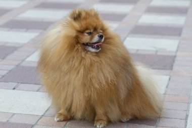 Alman Spitz Klein köpek açık havada oturma ve uzağa arıyorsunuz