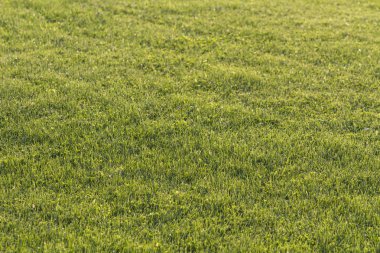 arka Park taze yeşil çimen