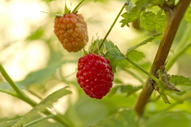 Ahududu yaprağı dal ile yakın çekim