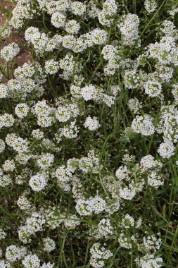 güzel beyaz flowerbed yaz Park
