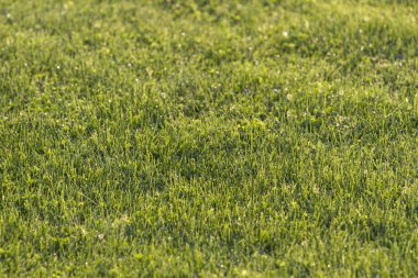 arka Park taze yeşil çimen