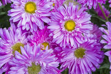 bahçede büyüyen parlak pembe papatyalar