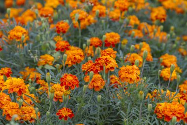güzel Tagetes çiçekleri yaz bahçede