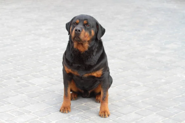 ロットワイラー犬は屋外の肖像画 — ストック写真