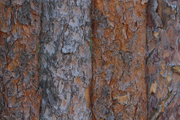 Detail Dřevěných Prken Textury — Stock fotografie