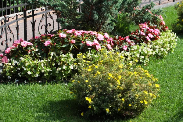 Bonito Canteiro Flores Colorido Parque Verão — Fotografia de Stock
