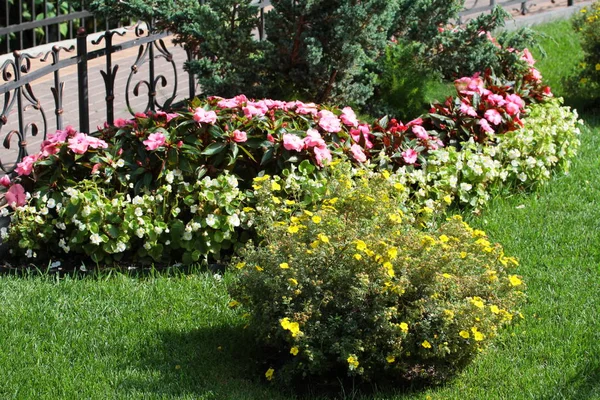 güzel renkli flowerbed yaz Park
