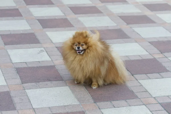 Spitz Kleiner Hund Sitzt Draußen Und Schaut Weg — Stockfoto
