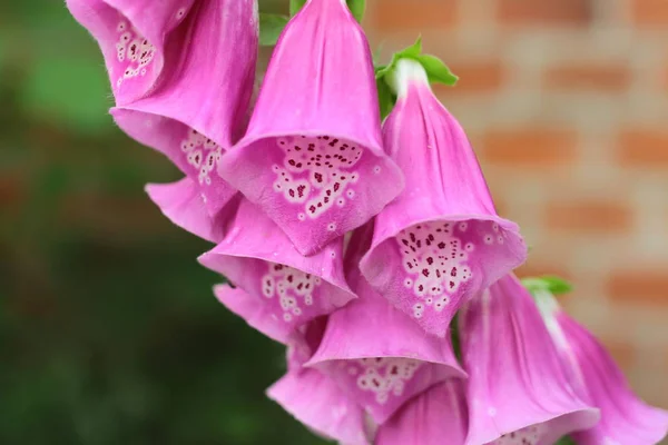 Flowers foxglove (digitalis) close-up. — Stock Photo, Image