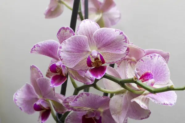 Close Van Bloeiende Licht Roze Orchidee Groeien Thuis — Stockfoto