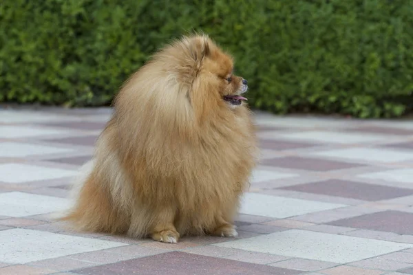 Spitz Kleiner Hund Sitzt Draußen Und Schaut Weg — Stockfoto