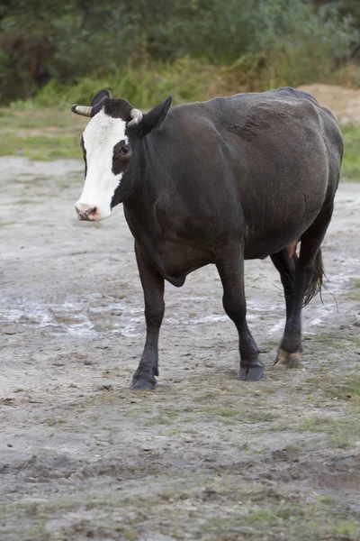 Black and White Cowhide Heifer Head Inlay Stocking – Burlap Bovine
