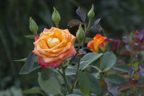 Gros Plan Rose Orangée Qui Pousse Dans Jardin — Photo