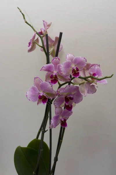 Close Van Bloeiende Licht Roze Orchidee Groeien Thuis — Stockfoto