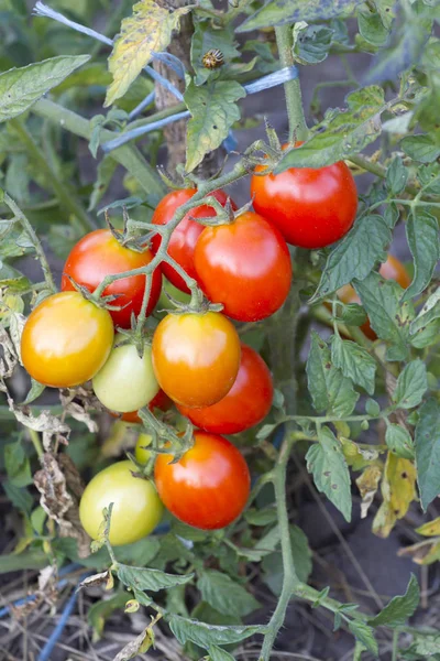 Close Plantas Tomate Jardim — Fotografia de Stock