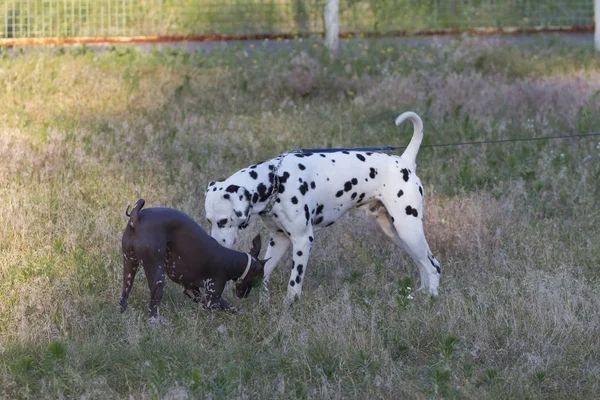 Chiens Domestiques Jouant Sur Herbe Extérieur — Photo