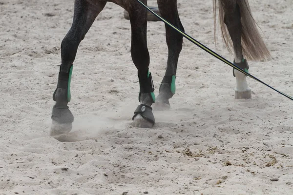 Detail Nohy Koně Písku — Stock fotografie