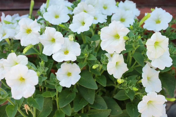 Beautiful White Flowerbed Summer Garden — Stock Photo, Image