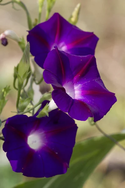 Крупним Планом Квітучі Яскраво Фіолетові Квіти Петунії — стокове фото