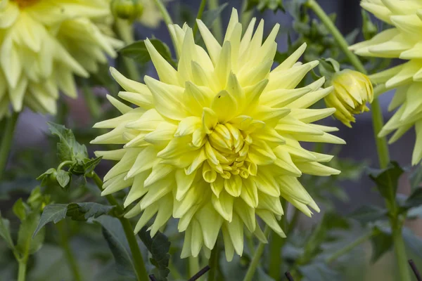 Mooie Geel Bloeiende Dahlia Bloem Groeit Tuin — Stockfoto