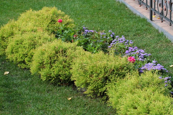 美丽多彩的花坛在夏日公园 — 图库照片