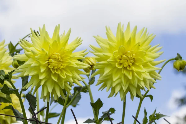 Gyönyörű Sárga Virágzó Dahlia Virág Kertben Elleni Felhős — Stock Fotó