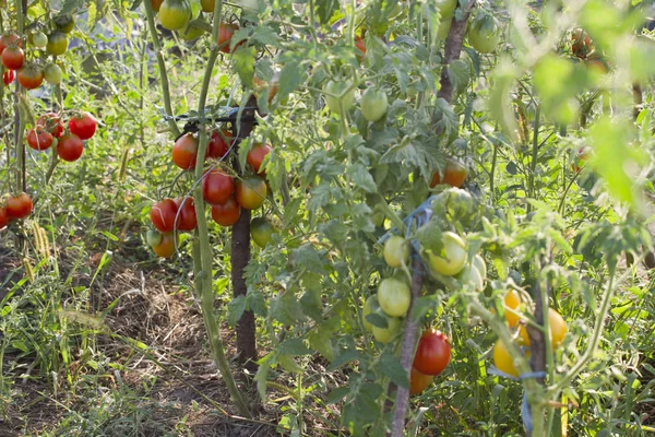 Close Plantas Tomate Jardim — Fotografia de Stock